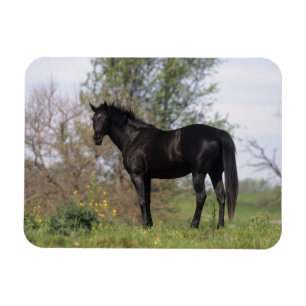 Thoroughbred-Pferd stehend Magnet