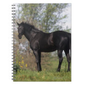 Thoroughbred-Pferd stehend Notizblock (Vorderseite)