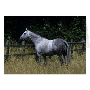 Thoroughbred-Pferdebereitstehender Zaun