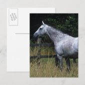 Thoroughbred-Pferdebereitstehender Zaun Postkarte (Vorne/Hinten)