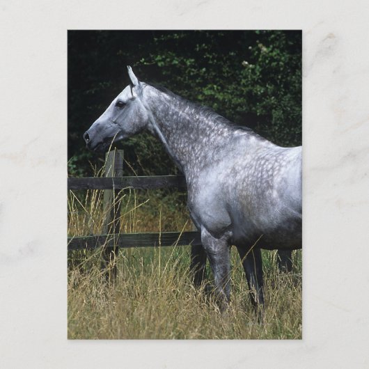Thoroughbred-Pferdebereitstehender Zaun Postkarte (Vorderseite)