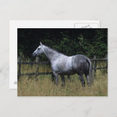 Thoroughbred-Pferdebereitstehender Zaun Postkarte (Vorne/Hinten)