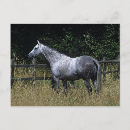 Thoroughbred-Pferdebereitstehender Zaun Postkarte (Vorderseite)