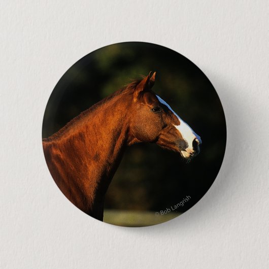 Thoroughbred-PferdeHeadshot Button (Vorderseite)