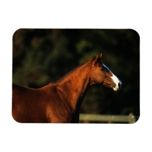 Thoroughbred-PferdeHeadshot Magnet