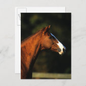 Thoroughbred-PferdeHeadshot Postkarte (Vorne/Hinten)