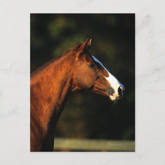 Thoroughbred-PferdeHeadshot Postkarte (Vorderseite)