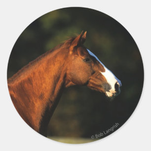 Thoroughbred-PferdeHeadshot Runder Aufkleber