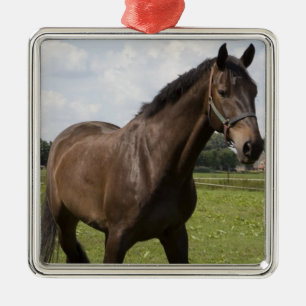 Thoroughbred-Pferdeverzierung Silbernes Ornament
