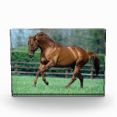 Thoroughbred Stallion, Irland Fotoblock (Vorderseite)