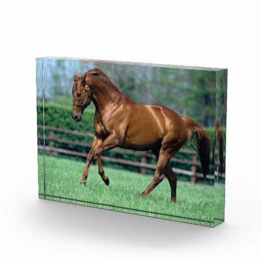 Thoroughbred Stallion, Irland Fotoblock (Rechts)