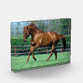 Thoroughbred Stallion, Irland Fotoblock (Links)