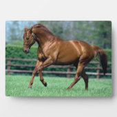 Thoroughbred Stallion, Irland Fotoplatte (Vorderseite)