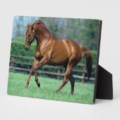 Thoroughbred Stallion, Irland Fotoplatte (Seite)