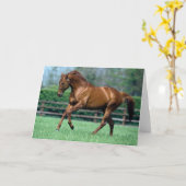 Thoroughbred Stallion, Irland Karte (Gelbe Blume)