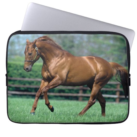 Thoroughbred Stallion, Irland Laptopschutzhülle (Vorderseite)