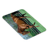 Thoroughbred Stallion, Irland Magnet (Rechte Seite)