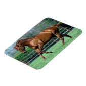 Thoroughbred Stallion, Irland Magnet (Linke Seite)