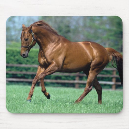 Thoroughbred Stallion, Irland Mousepad (Vorne)
