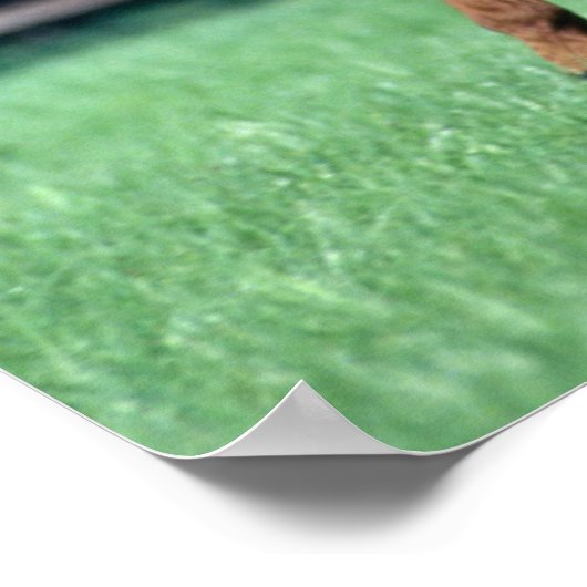 Thoroughbred Stallion, Irland Poster (Ecke)