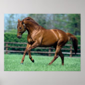 Thoroughbred Stallion, Irland Poster (Vorne)