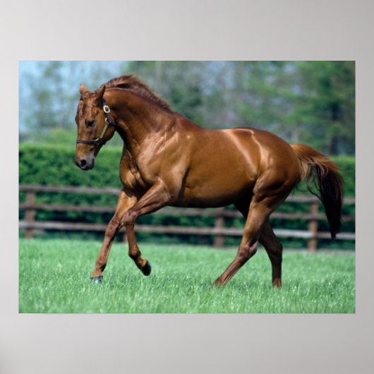 Thoroughbred Stallion, Irland Poster (Vorne)
