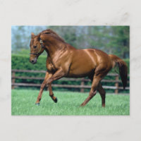 Thoroughbred Stallion, Irland