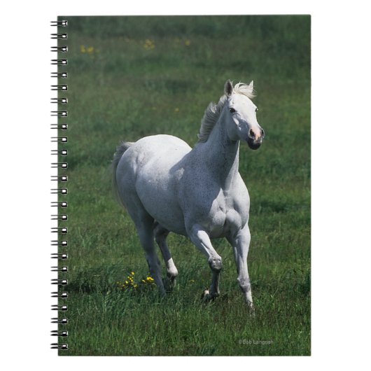 Thoroughbred-Stute Notizblock (Vorderseite)