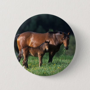 Thoroughbred-Stute u. Fohlen 1 Button