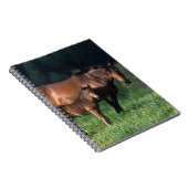 Thoroughbred-Stute u. Fohlen 1 Notizblock (Rechte Seite)