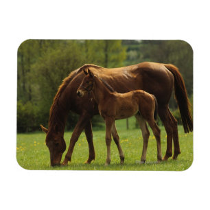 Thoroughbred-Stute u. Fohlen 2 Magnet