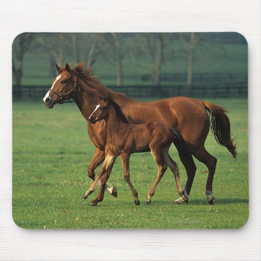 Thoroughbred-Stute u. Fohlen 3 Mousepad (Vorne)