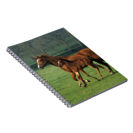 Thoroughbred-Stute u. Fohlen 3 Notizblock (Rechte Seite)