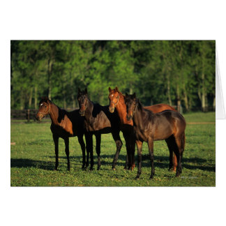 Thoroughbred Yearlings