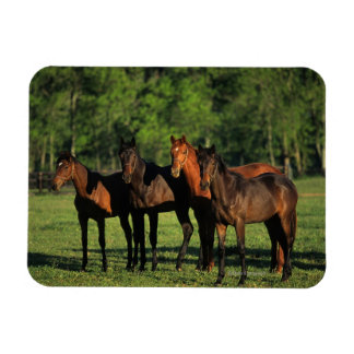 Thoroughbred Yearlings Magnet