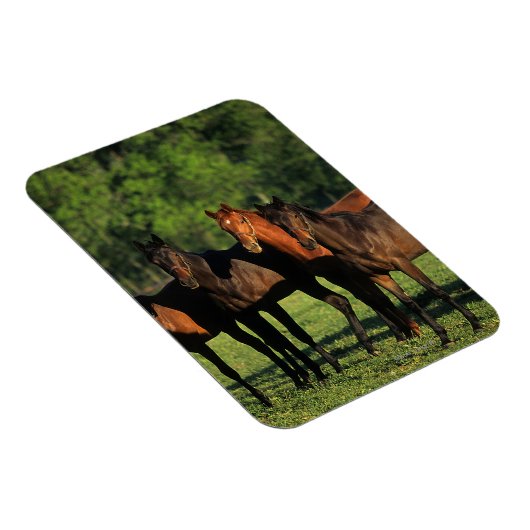 Thoroughbred Yearlings Magnet (Rechte Seite)