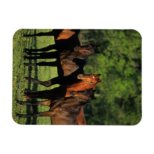 Thoroughbred Yearlings Magnet (Horizontal)