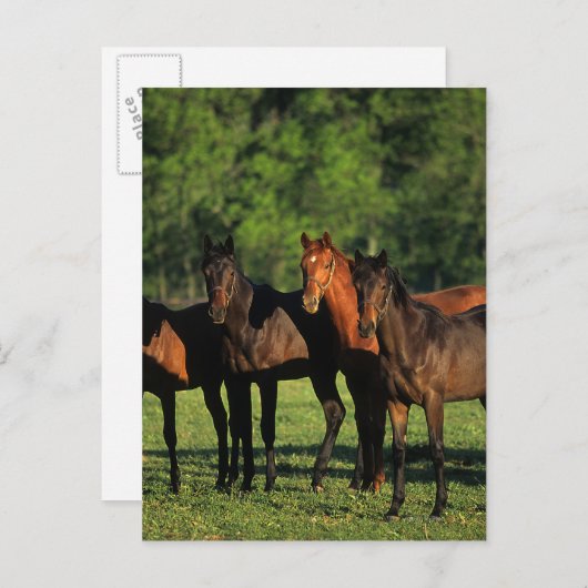 Thoroughbred Yearlings Postkarte (Vorne/Hinten)