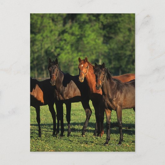 Thoroughbred Yearlings Postkarte (Vorderseite)