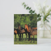 Thoroughbred Yearlings Postkarte (Stehend Vorderseite)
