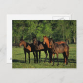 Thoroughbred Yearlings Postkarte (Vorne/Hinten)