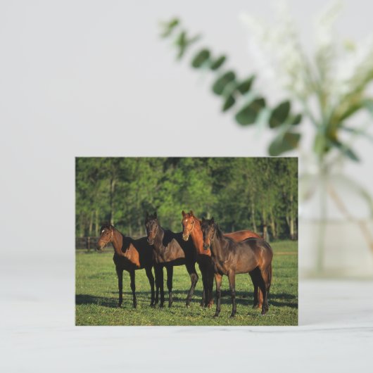 Thoroughbred Yearlings Postkarte (Stehend Vorderseite)