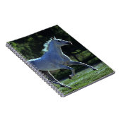 Thoroughbredstallions-Betrieb Notizblock (Rechte Seite)