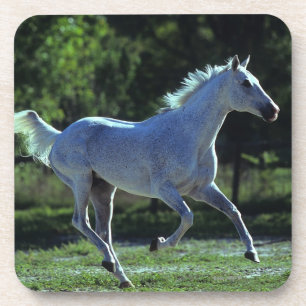 Thoroughbredstallions-Betrieb Untersetzer