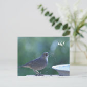 Thrasher Splasher Postcard Postkarte (Stehend Vorderseite)