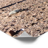 Three Amigo Saguaros Poster (Ecke)