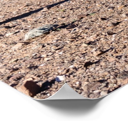 Three Amigo Saguaros Poster (Ecke)