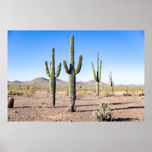 Three Amigo Saguaros Poster (Vorne)