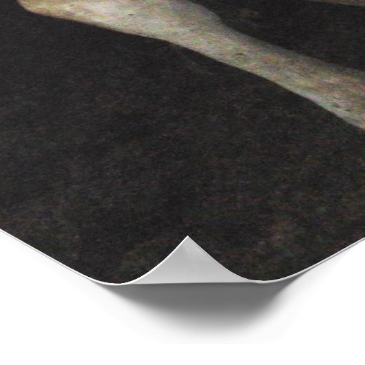 Three Amigos - Bull Cows Staring wild West Art Poster (Ecke)