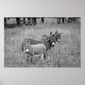 Three Amigos Poster (Vorne)